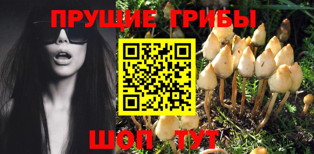 Галлюциногенные грибы Psilocybe  Вход с VPN  Майский 